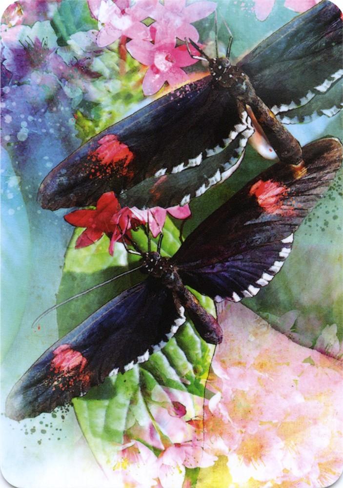 Reading Cards Butterfly Affirmations by Alana Fairchild