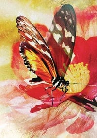 Reading Cards Butterfly Affirmations by Alana Fairchild