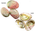 Smudge Incense Accessories Abalone Shell Incense Burner | 2