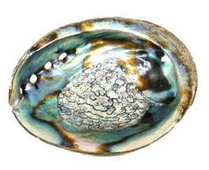 Smudge Incense Accessories Abalone Shell Incense Burner | 3" - 4"