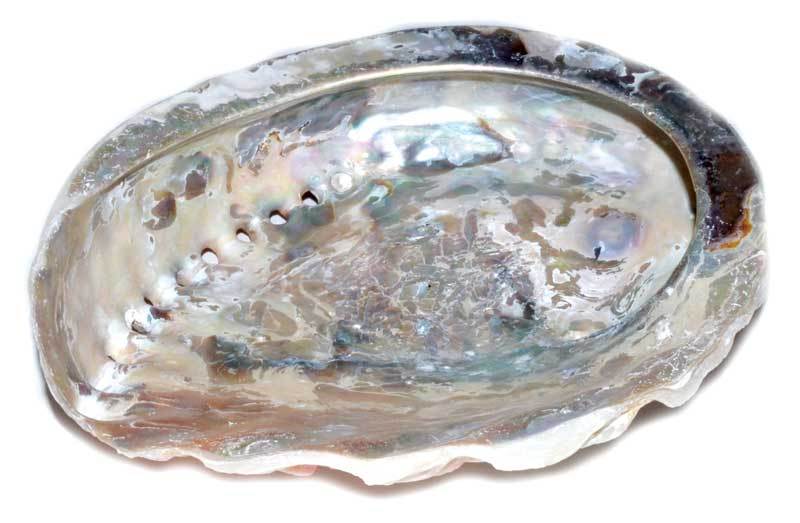 Smudge Incense Accessories Abalone Shell Incense Burner (limited quantity) | 4
