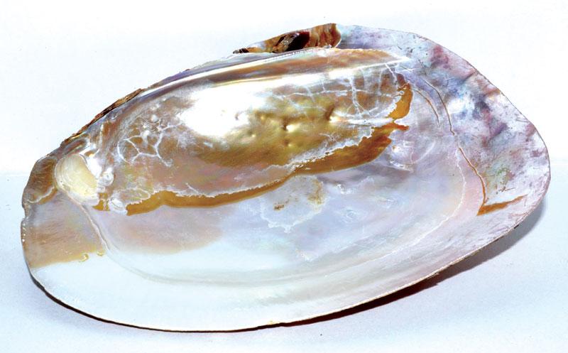 Smudge Incense Accessories Shell Incense Burner | 6"