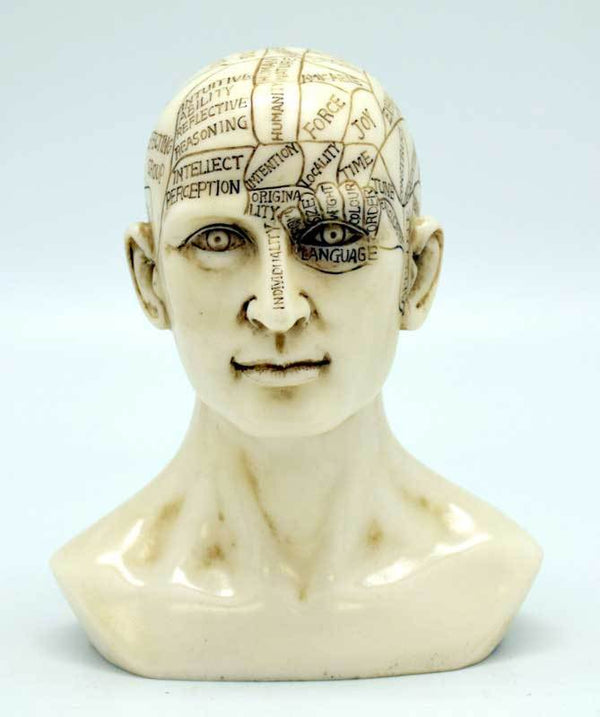 Statues Phrenology Head Statue | 6"